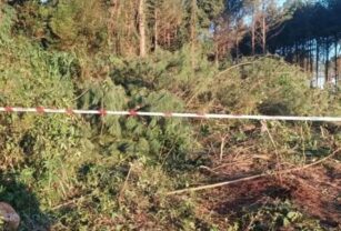 Plantación donde un joven murió aplastado por un árbol.