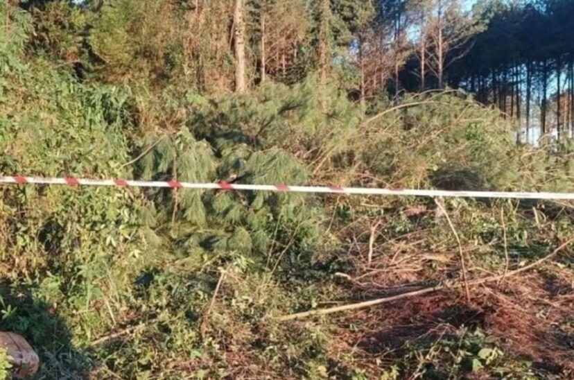 Plantación donde un joven murió aplastado por un árbol.