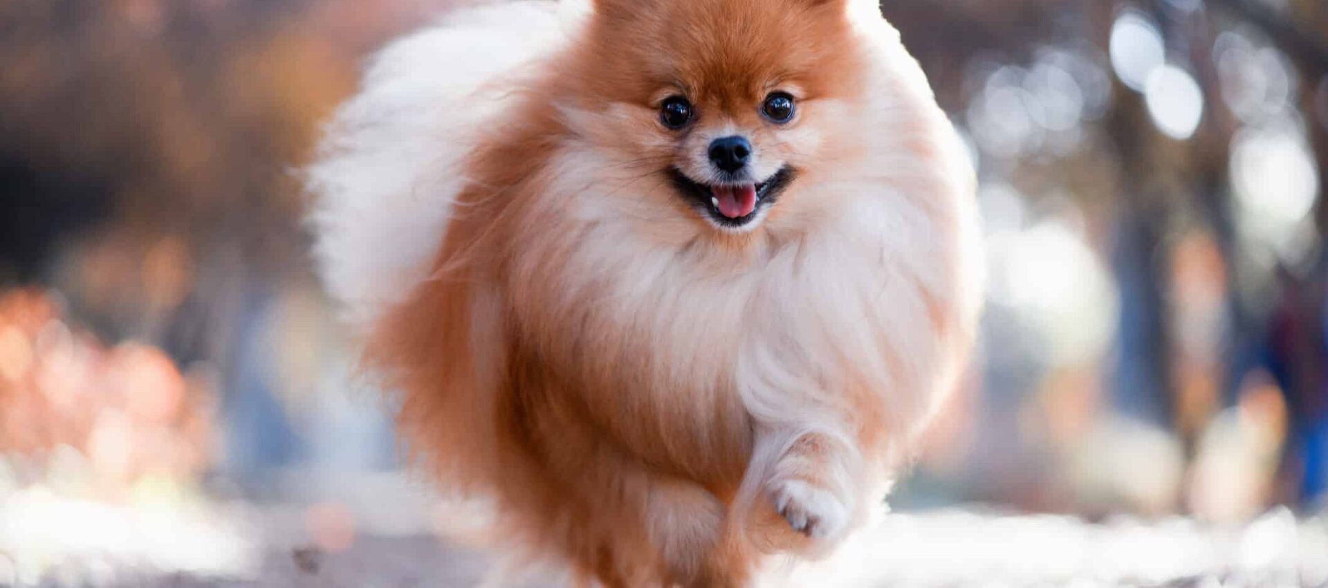 Pomerania
