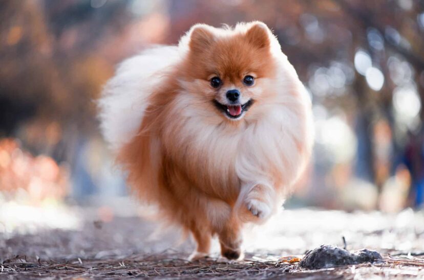 Pomerania