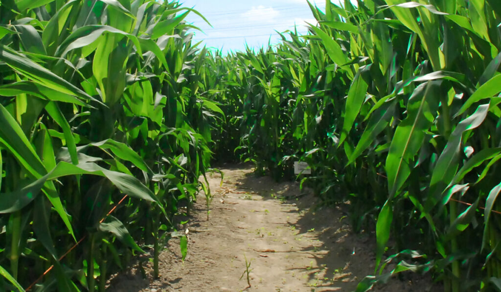 producción agrícola maíz surco