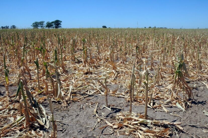 sequía situación financiera trigo y el maíz producción agropecuaria