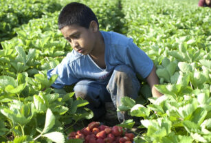trabajo infantil