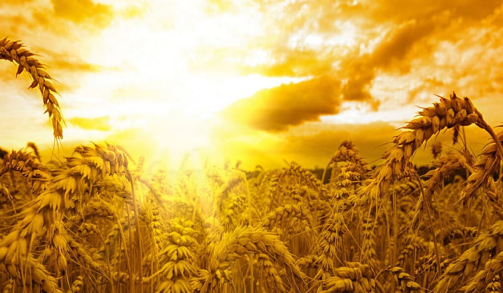 trigo calor productores