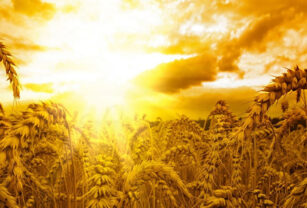 trigo calor productores