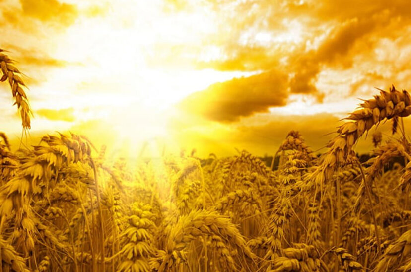 trigo calor productores