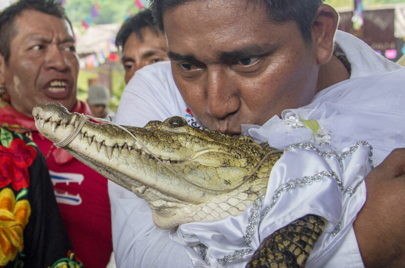mexicano caiman