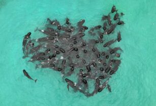 ballenas
