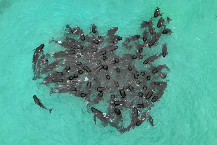 ballenas