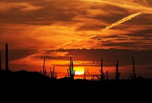 Desierto de Sonora