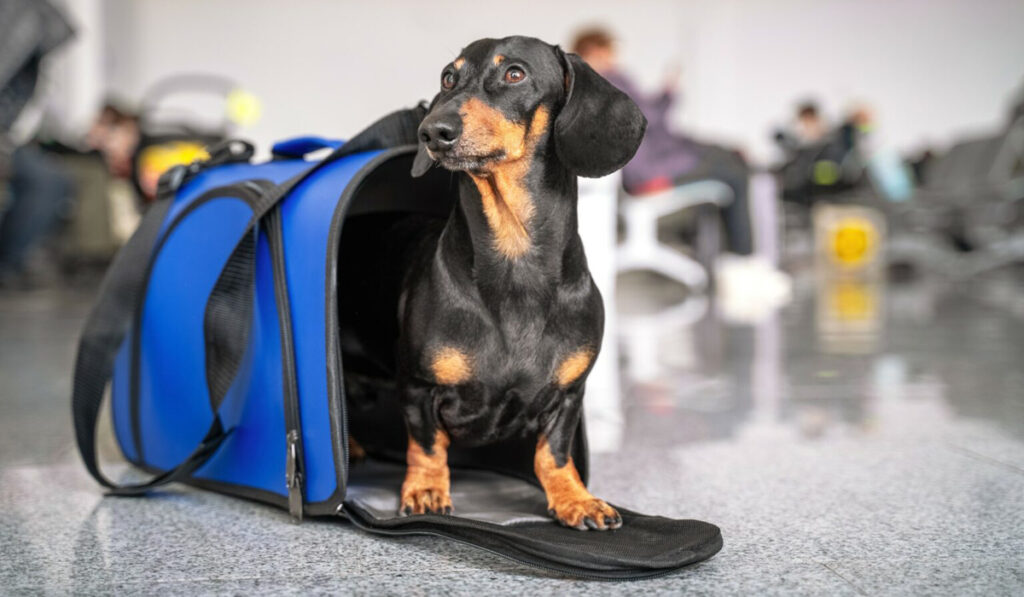 mascotas vacaciones de invierno
