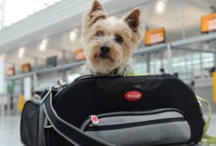 mascotas vacaciones de invierno