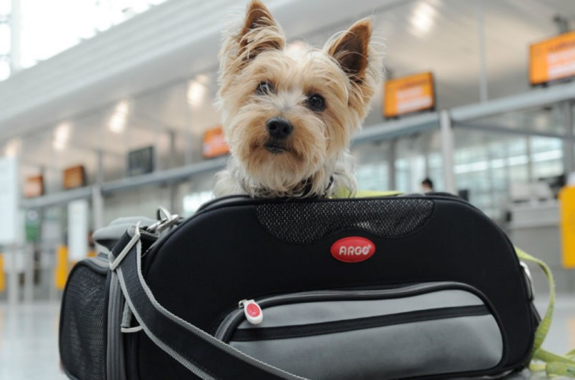 mascotas vacaciones de invierno
