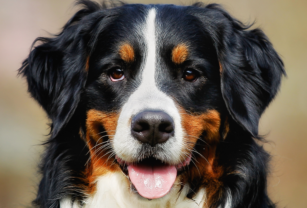 perro perros amigo