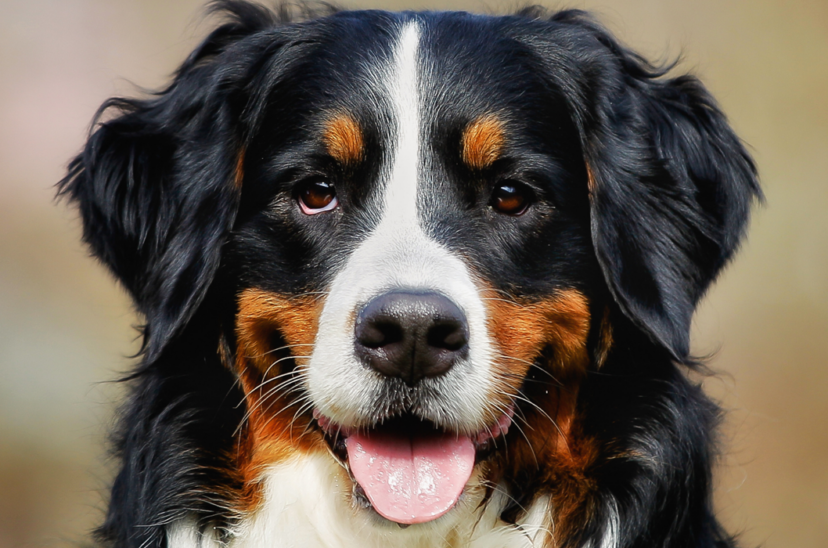 perro perros amigo