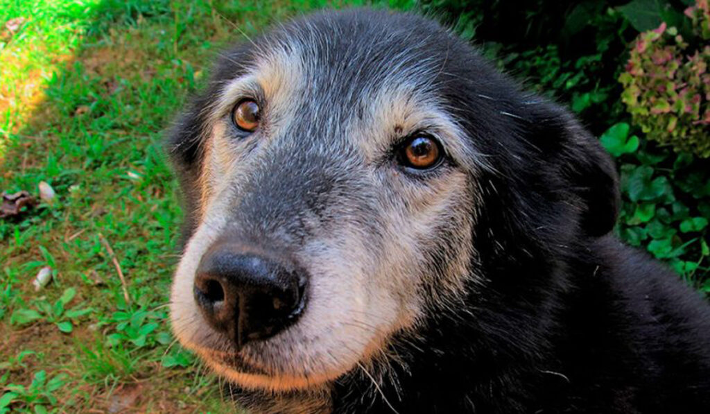 perro canoso