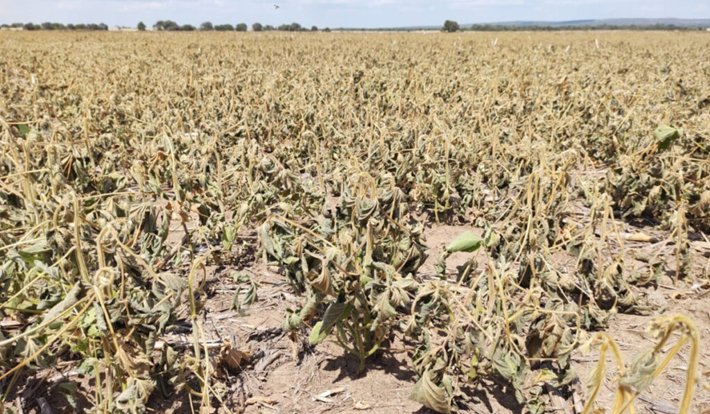 sequía soja emergencia agropecuaria PBI del agro producción argentina