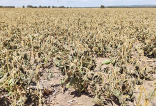 sequía soja emergencia agropecuaria PBI del agro producción argentina