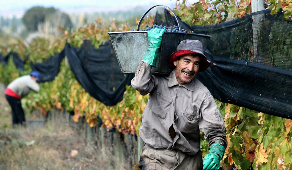 trabajo rural golondrina uatre cosecha vid