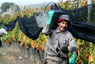 trabajo rural golondrina uatre cosecha vid