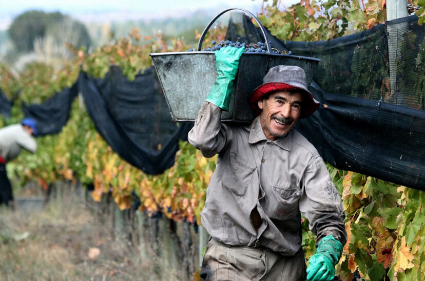 trabajo rural golondrina uatre cosecha vid