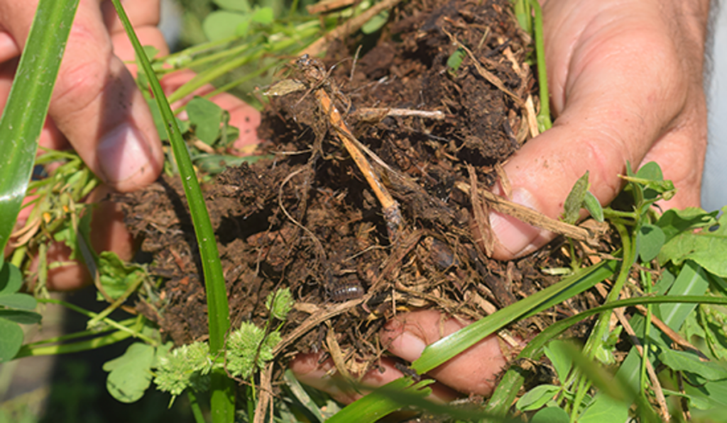 Agricultura Regenerativa fertilidad y biodiversidad del suelo