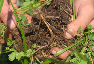 Agricultura Regenerativa fertilidad y biodiversidad del suelo