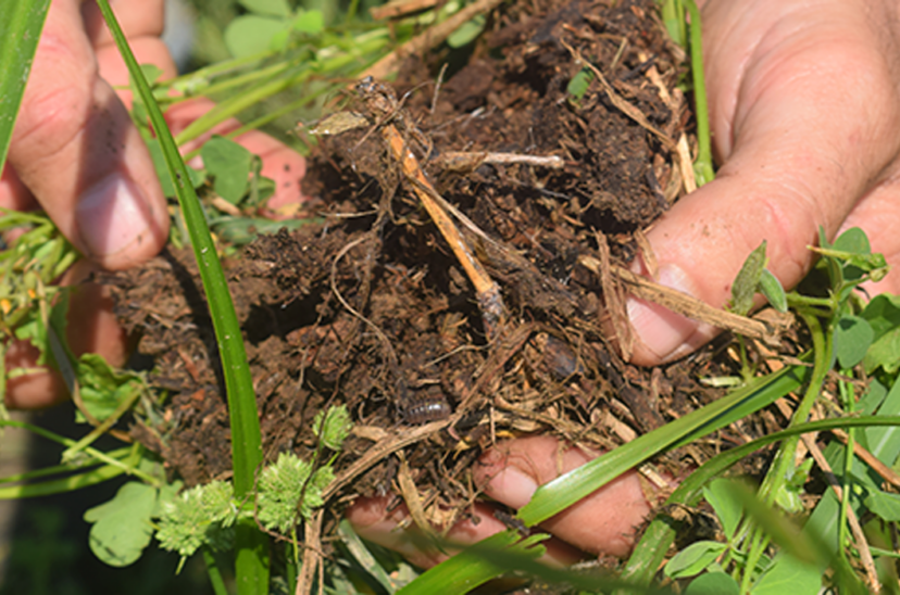 Agricultura Regenerativa fertilidad y biodiversidad del suelo