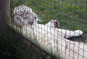 Tigre blanco zoológico Río Negro robo