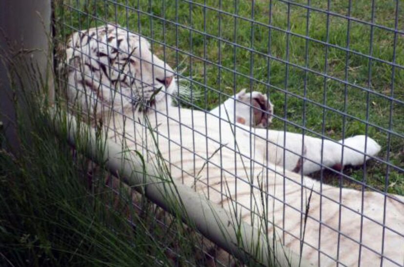 Tigre blanco zoológico Río Negro robo