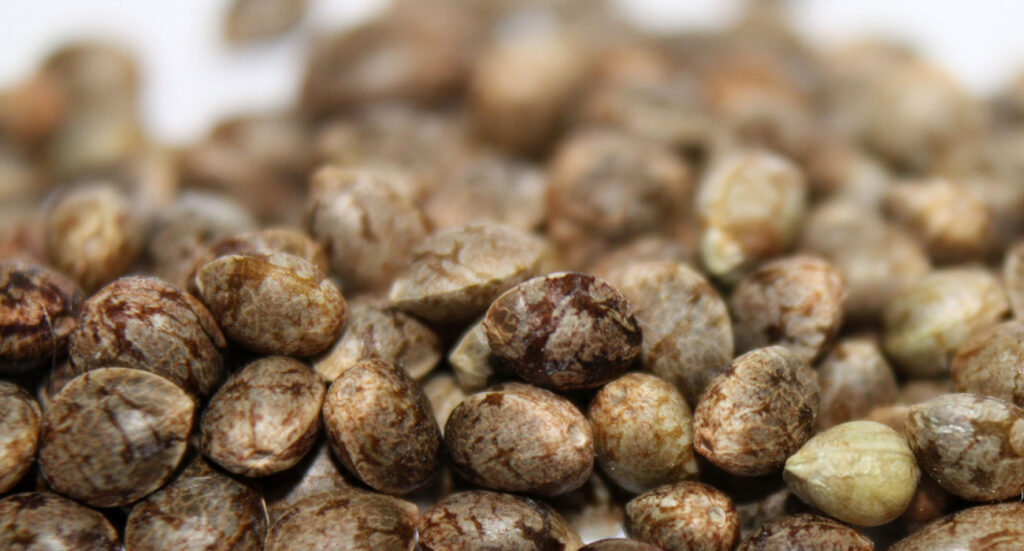 semillas cannabis medicinal