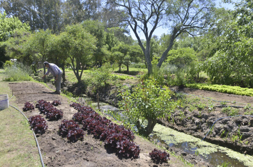 cooperativa agricultura