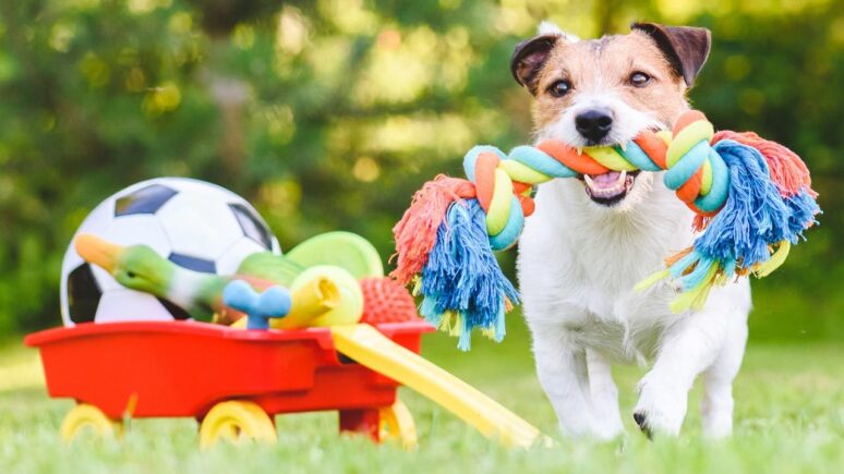 perro juguetes