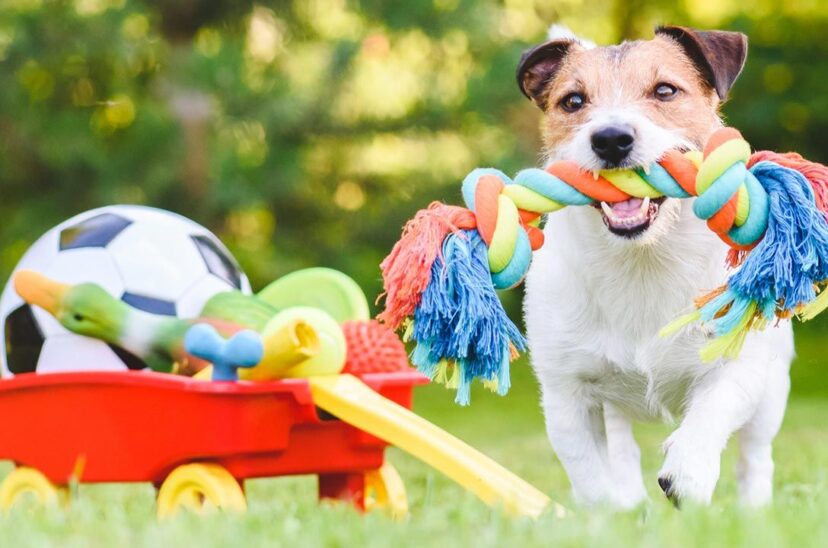 perro juguetes