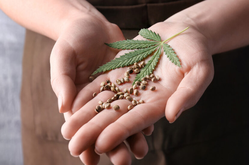 cannabis medicinal