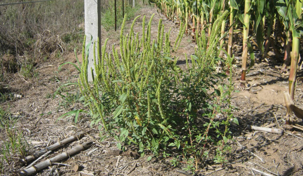 Amaranthus palmeri yuyo colorado malezas