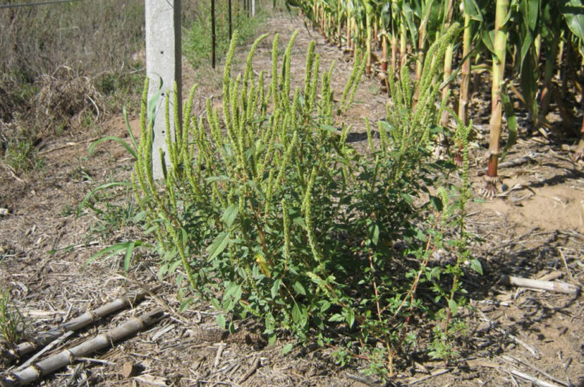 Amaranthus palmeri yuyo colorado malezas