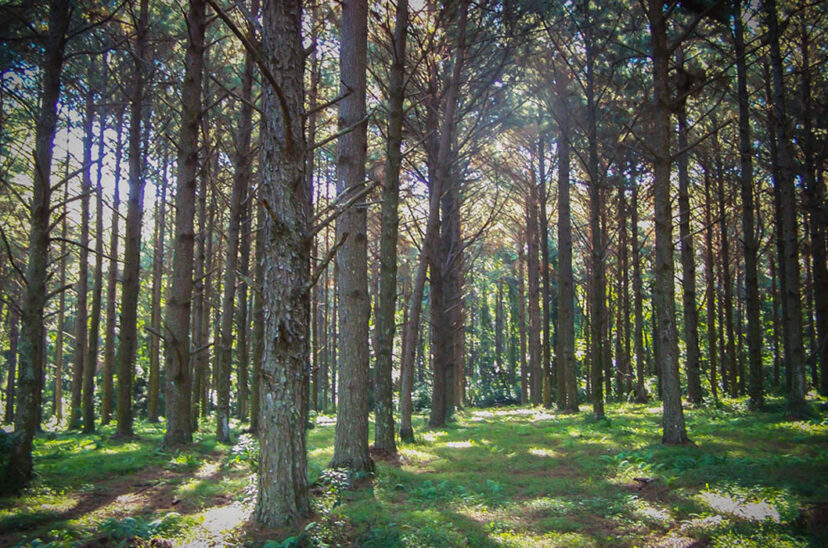 bosque árbol plantaciones créditos de carbono