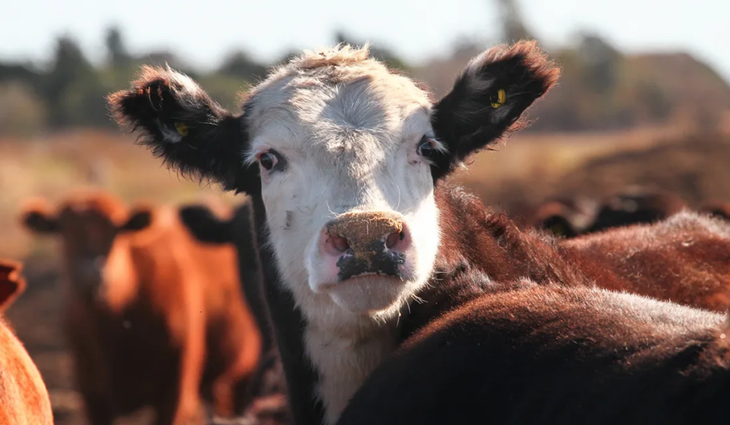 cadena bovina