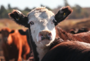 cadena bovina