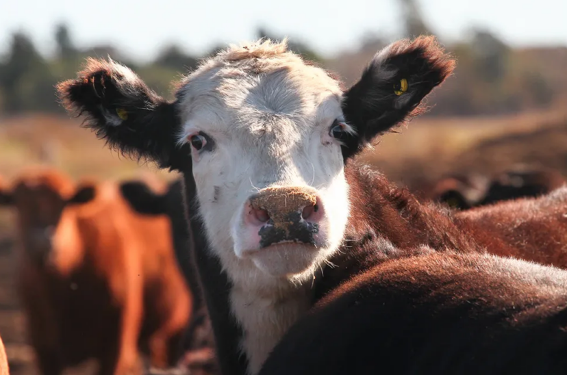 cadena bovina
