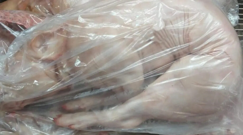 lechon hospital