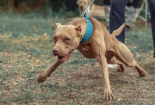 pitbull