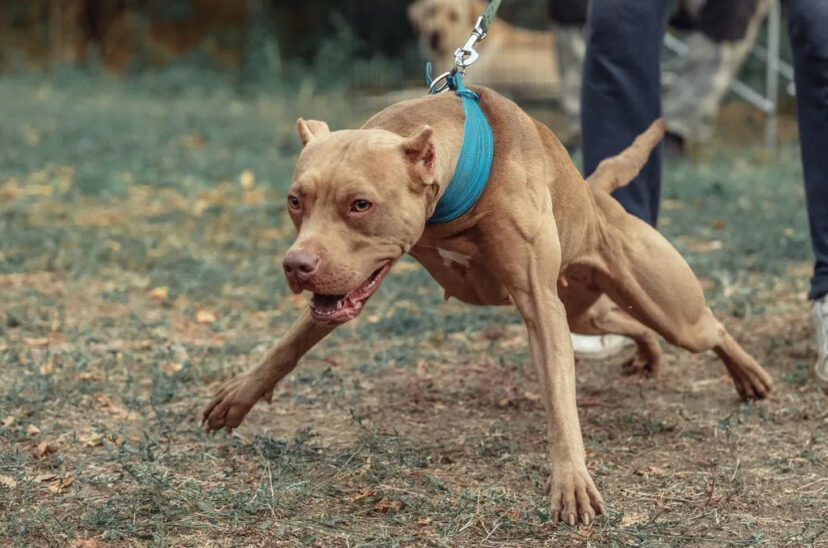 pitbull