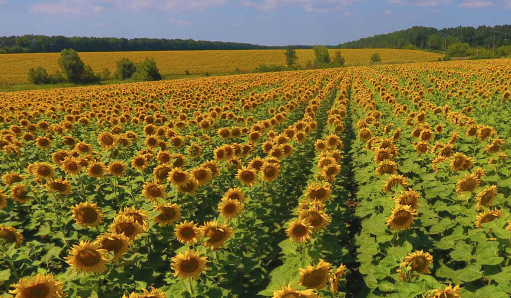 siembra de girasol