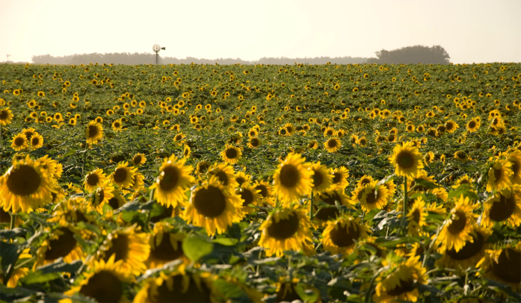 siembra de girasol