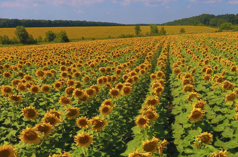 siembra de girasol córdoba