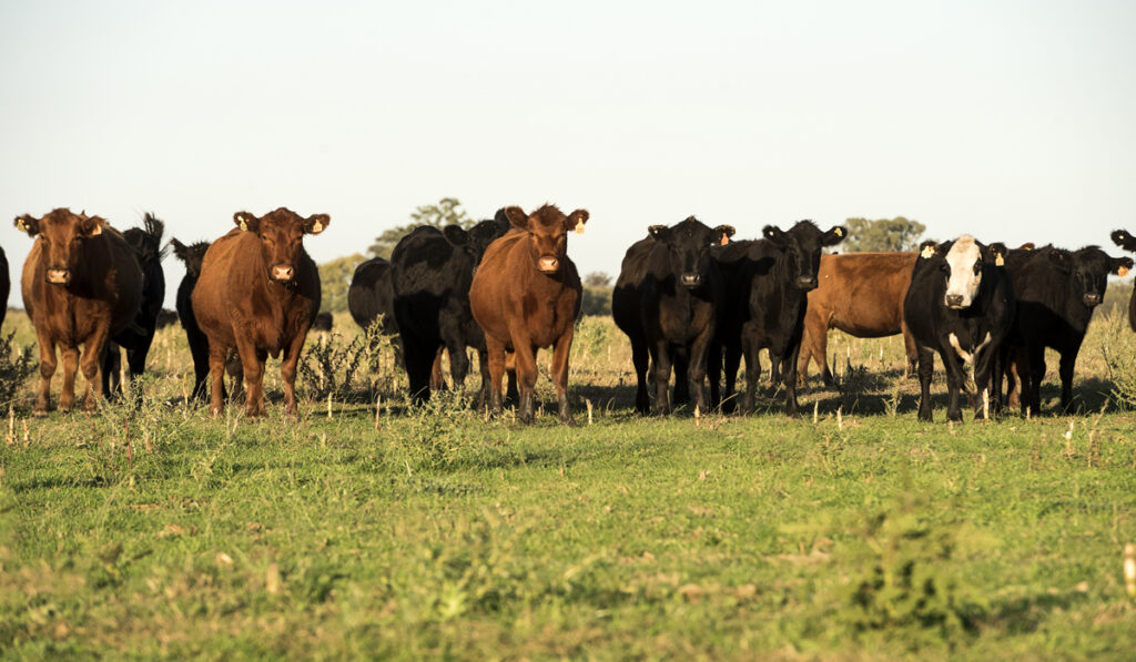 inmobiliaria rural hacienda COP28 carne Trazabilidad Electrónica