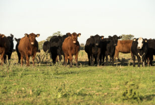 inmobiliaria rural hacienda COP28 carne Trazabilidad Electrónica