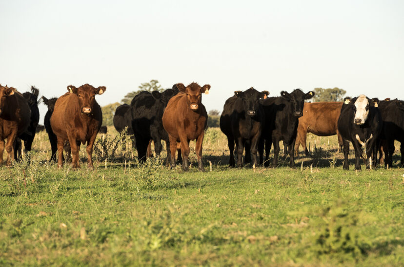 inmobiliaria rural hacienda COP28 carne Trazabilidad Electrónica